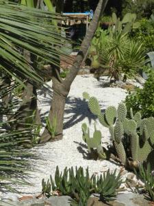 a group of cacti and plants in a garden at Hôtel Paradis in Bormes-les-Mimosas