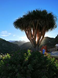 a palm tree in a garden with mountains in the background at Vivelorural casa La Cuevita, Santa Brígida in Santa Brígida