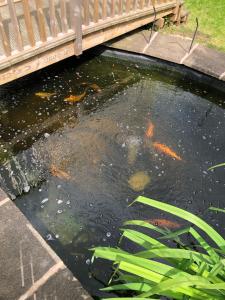 a pool of water with koi swimming under a bridge at Rest & Recharge - Koi House in Moston