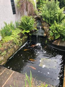 a koi pond with a waterfall in a garden at Rest & Recharge - Koi House in Moston