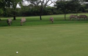 een groep zebra's die op een groen veld grazen bij Francolin Cottage at Great Rift Valley Lodge & Golf Resort Naivasha in Naivasha