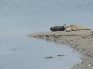 a hippo and a hippopotamus laying on the shore at No 12 B&B in Dungarvan