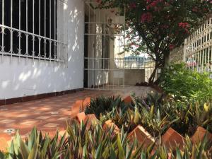 un gato sentado en un patio junto a un edificio en Alojamiento Arte y Salud, en Cartagena de Indias