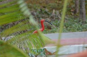 a red bird with a long beak sitting in a garden at Pousada Maramazon in São Luís