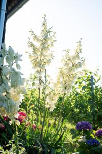 A garden outside Weingarten Lodge