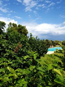 a group of trees in front of a swimming pool at Terre Di Vendicari in Noto