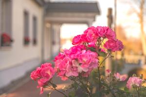 różowe kwiaty przed budynkiem w obiekcie Pension und Restaurant Gutshaus Kaltenhof w mieście Kaltenhof
