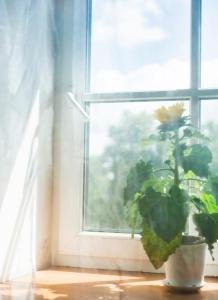 een plant in een pot zittend in een raam bij Demians in Saldus