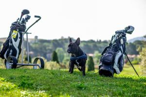 a dog sitting on top of a lawn chair at Il Pelagone Hotel & Golf Resort Toscana in Gavorrano