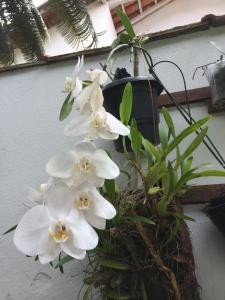 Φωτογραφία από το άλμπουμ του Pousada Açai σε Παρατί