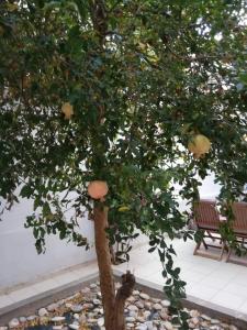 A garden outside Pomegranate apartment