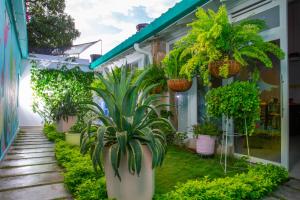 库库塔Casana Hotel的一座花园,在一座建筑的一侧种植了盆栽植物