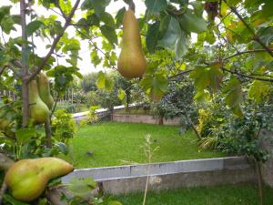 a garden with a bunch of pears hanging from a tree at Casa da Piedade, Vouzela in Vouzela