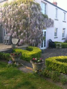 a house with a flowering tree in the yard at Petercott in Shepton Mallet