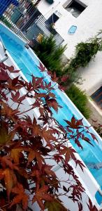 a tree with red leaves next to a swimming pool at Brezmorzy in Brez