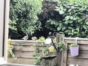 two birds are sitting on a wooden fence at Church View House in Drewsteignton