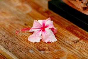 a pink flower sitting on top of a wooden table at Village du Pecheur in Baie Sainte Anne