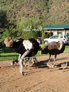 
a black and white dog jumping in the air at Old Mill Lodge, Working Ostrich Farm & Restaurant, Oudtshoorn in Oudtshoorn
