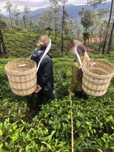 dos mujeres caminando por una plantación de té con cestas en Tea and Experience Factory - Thema Collection, en Mandaran Newara