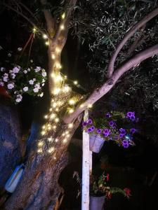 a tree with lights and flowers in pots at Beb oasi marina in Campofelice di Roccella