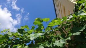 Fotografie z fotogalerie ubytování Hotel Pinger v destinaci Remagen