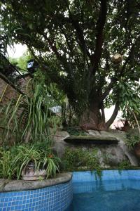 una piscina con un árbol y algunas plantas en Casa de la Loma en Morelia