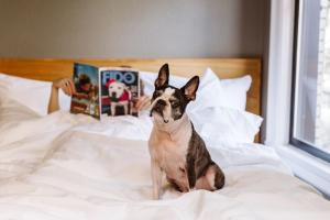 un cane seduto su un letto con una persona che legge un libro di Hotel Max a Seattle