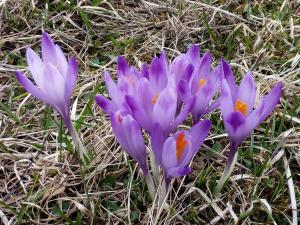 un groupe de fleurs violettes dans l'herbe dans l'établissement Kamzík Donovaly, à Donovaly