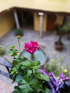 a pink flower in a pot next to some plants at Alh Patio Apartamentos in Granada