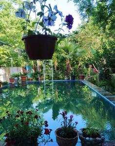 Afbeelding uit fotogalerij van Hotel Lile in Lagodekhi