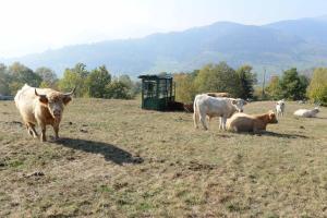 a group of cows standing and laying in a field at Hôtel Panorama in Munster