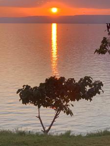 a tree in front of a body of water with a sunset at Samuka Island Retreat in Jinja