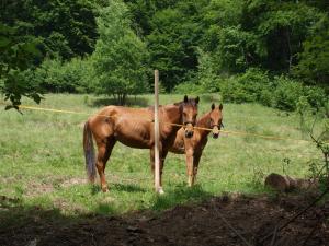 dos caballos parados en un campo junto a un poste en Horská chata Stará Horáreň 1, en Dobšiná