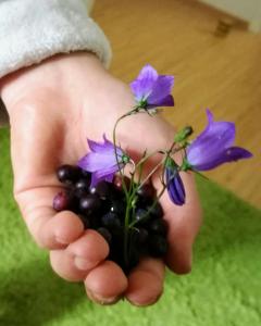 une main tenant une bande de fleurs et de baies violettes dans l'établissement Ferienwohnung im Haus Böll, à Feldberg