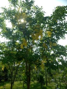un albero con foglie gialle in un campo di Kum Nangpaya a Kaeng Kachan