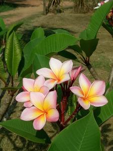 a group of pink and yellow flowers on a plant at Kum Nangpaya in Kaeng Krachan
