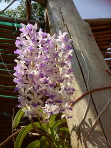 a bunch of purple and white flowers on a wall at Kum Nangpaya in Kaeng Krachan