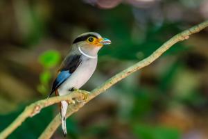 a bird perched on a tree branch at Kum Nangpaya in Kaeng Krachan
