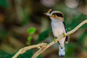 a bird sitting on a tree branch with a piece of food in its mouth at Kum Nangpaya in Kaeng Krachan