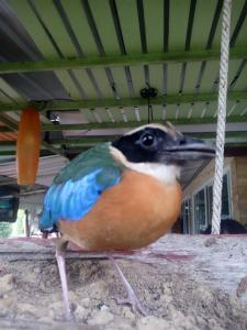 a bird standing on the ground under a roof at Kum Nangpaya in Kaeng Krachan