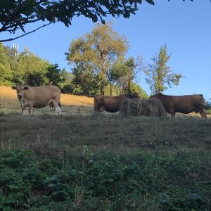 un grupo de vacas de pie en un campo en Hotel Mirador de Barcia, en Ribeira de Piquin