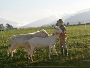 Zvieratá na farme alebo blízkom okolí