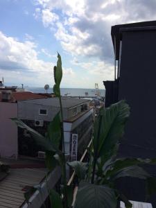 a green plant sitting on top of a building at Hotel Wiva in Istanbul +19 photos