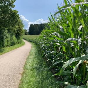 un camino a través de un campo de maíz en Zimmer mit Bergblick en Starnberg