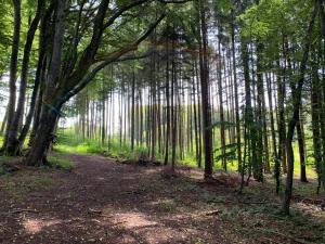 a forest with tall trees and a dirt trail at Zimmer mit Bergblick in Starnberg