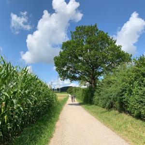 a person riding a bike on a dirt road with a tree at Zimmer mit Bergblick in Starnberg