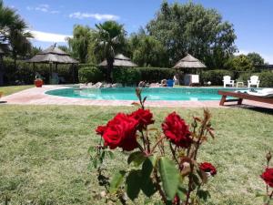 a garden with red roses and a swimming pool at Establecimiento Rural El Chañar in San Rafael