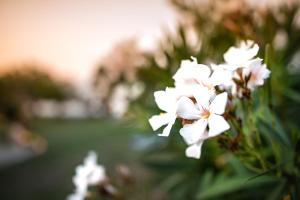 a close up of white flowers on a plant at Kokkinos in Vourvourou