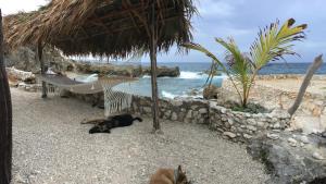 a dog laying on the beach next to a hammock and the ocean at Forever Cottage in Robins Bay