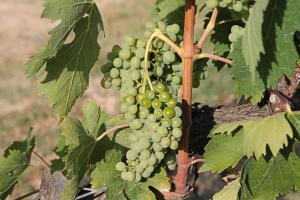 Kép Il Cantuccio nel Chianti szállásáról Vagliagliban a galériában